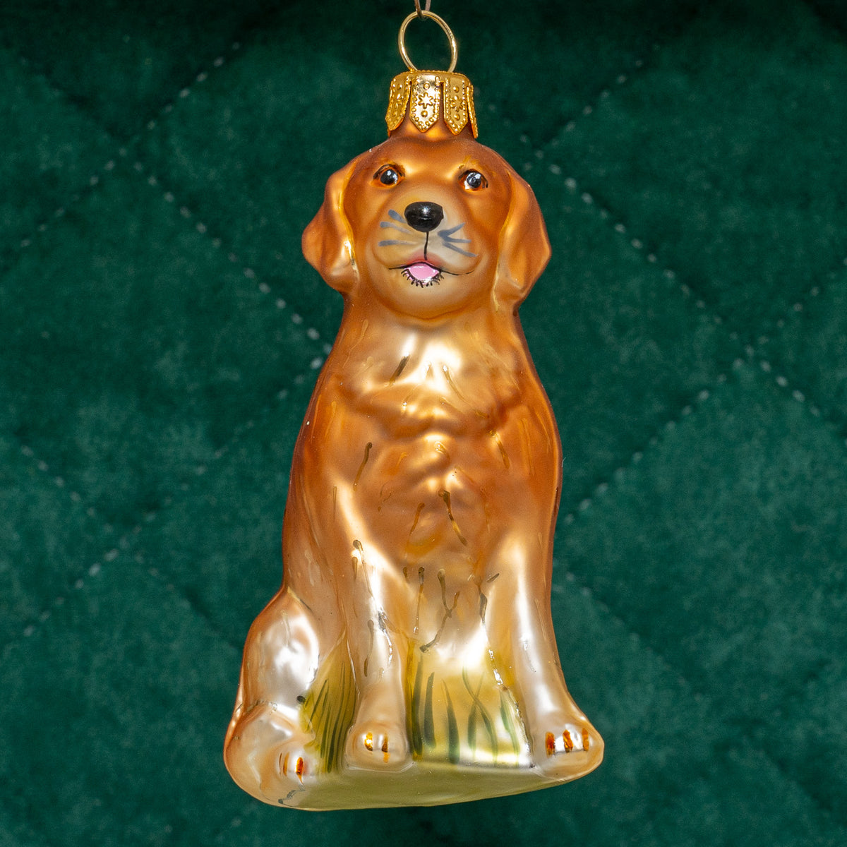 Golden retriever
