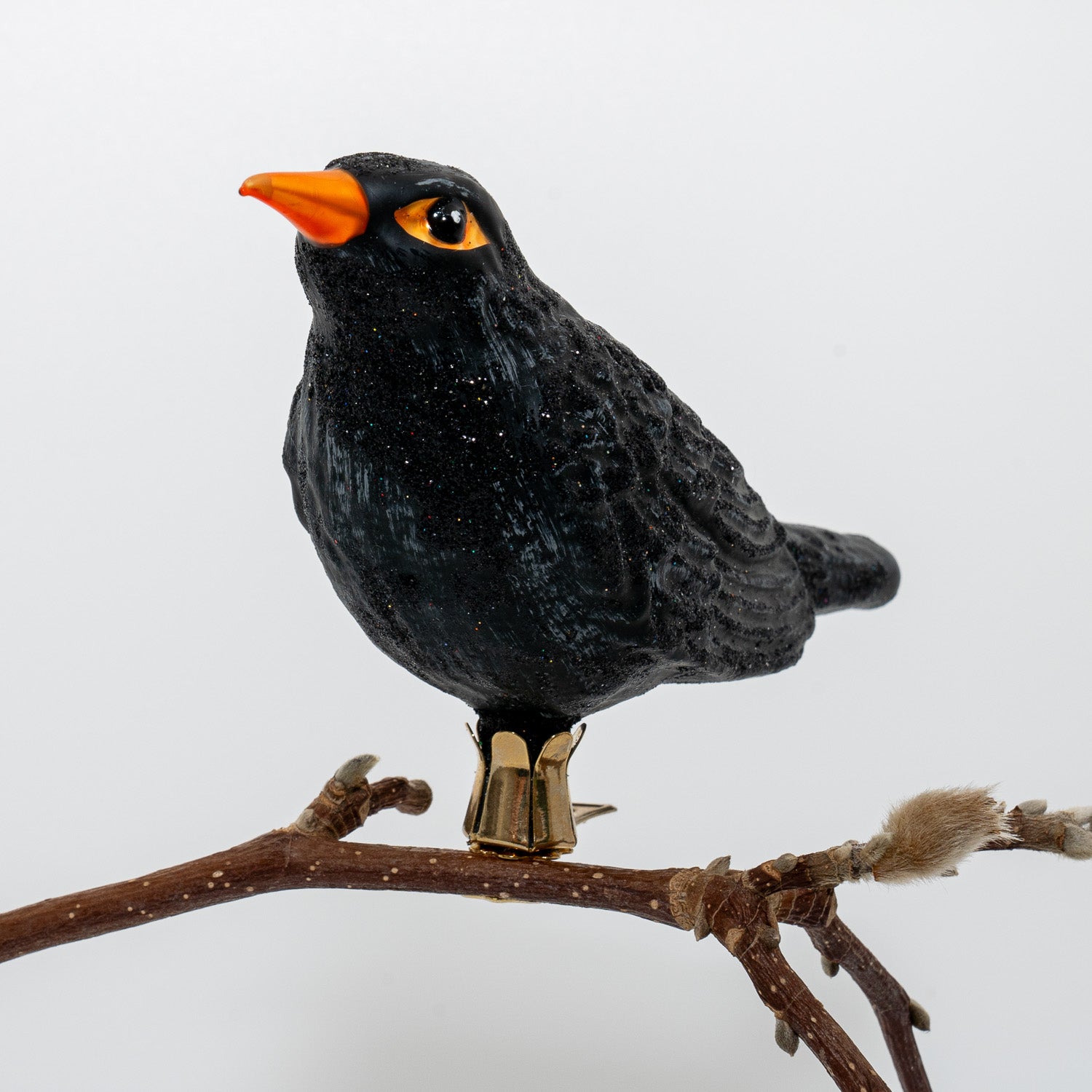 Solsort på klips med orange næb