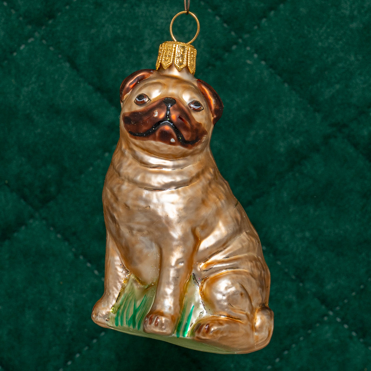 Mops, brun