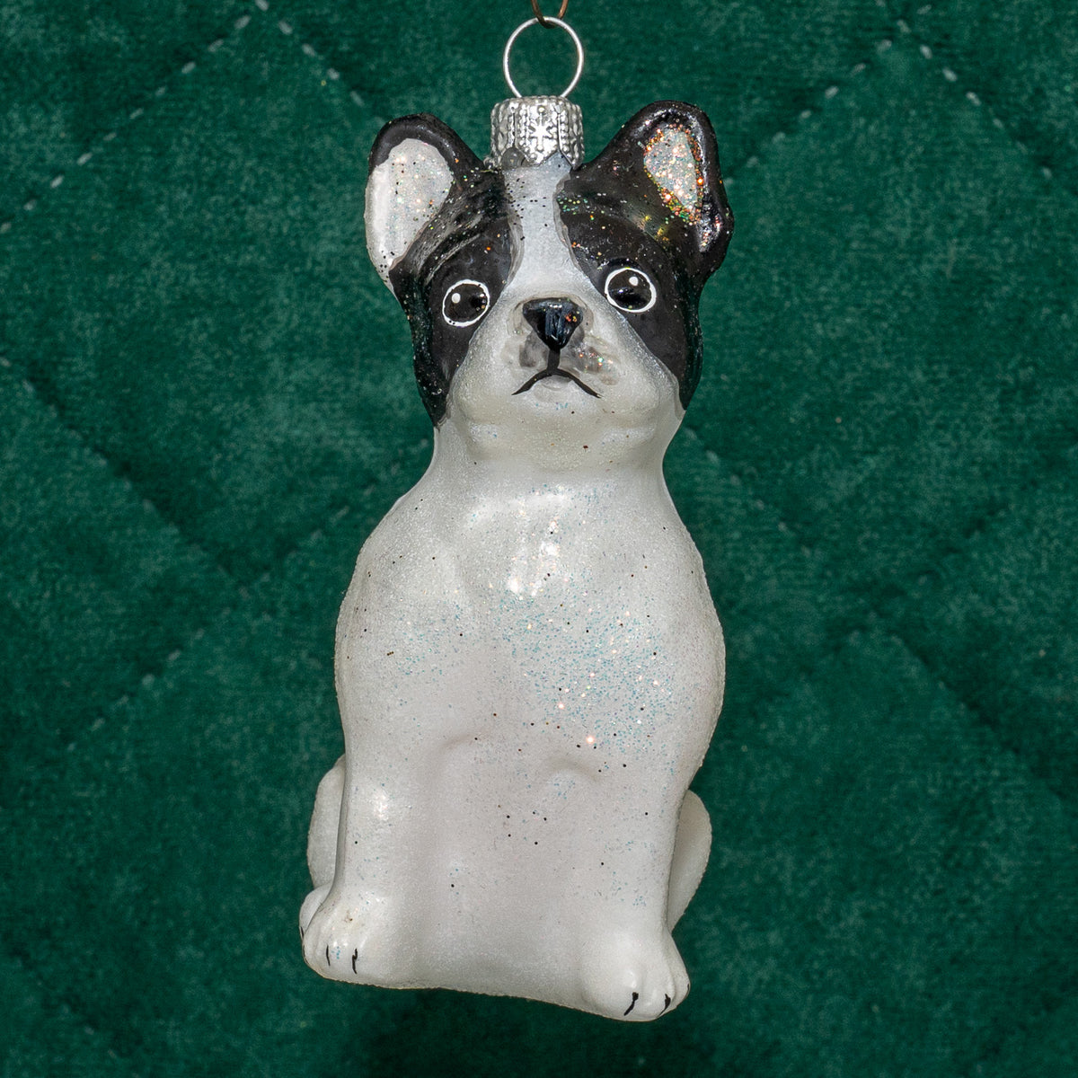 Fransk bulldog, hvid/sort