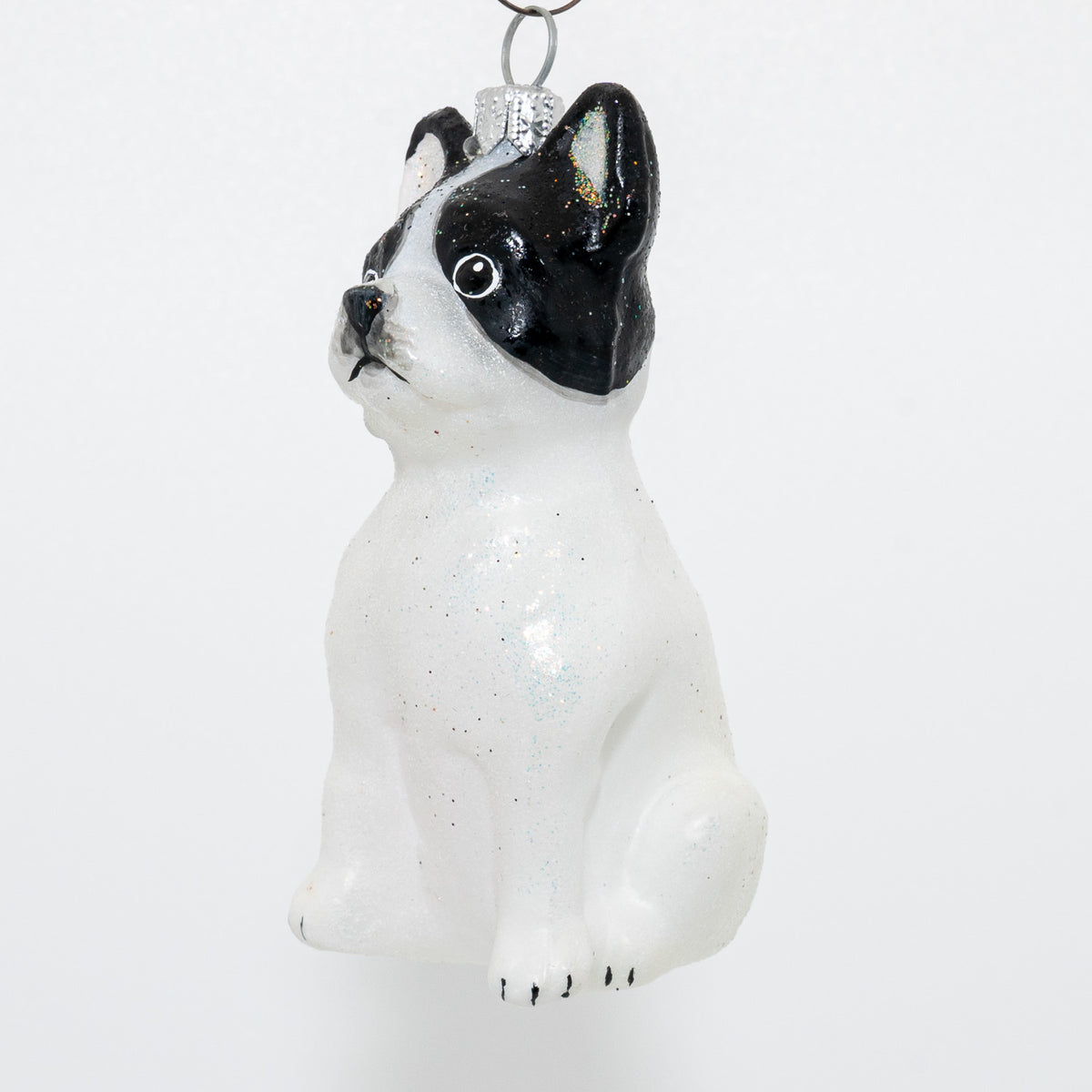 Fransk bulldog, hvid/sort